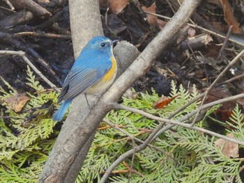 2024年2月24日(土) 善福寺公園の野鳥観察記録