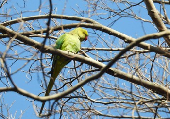 ワカケホンセイインコ 善福寺公園 2024年2月24日(土)