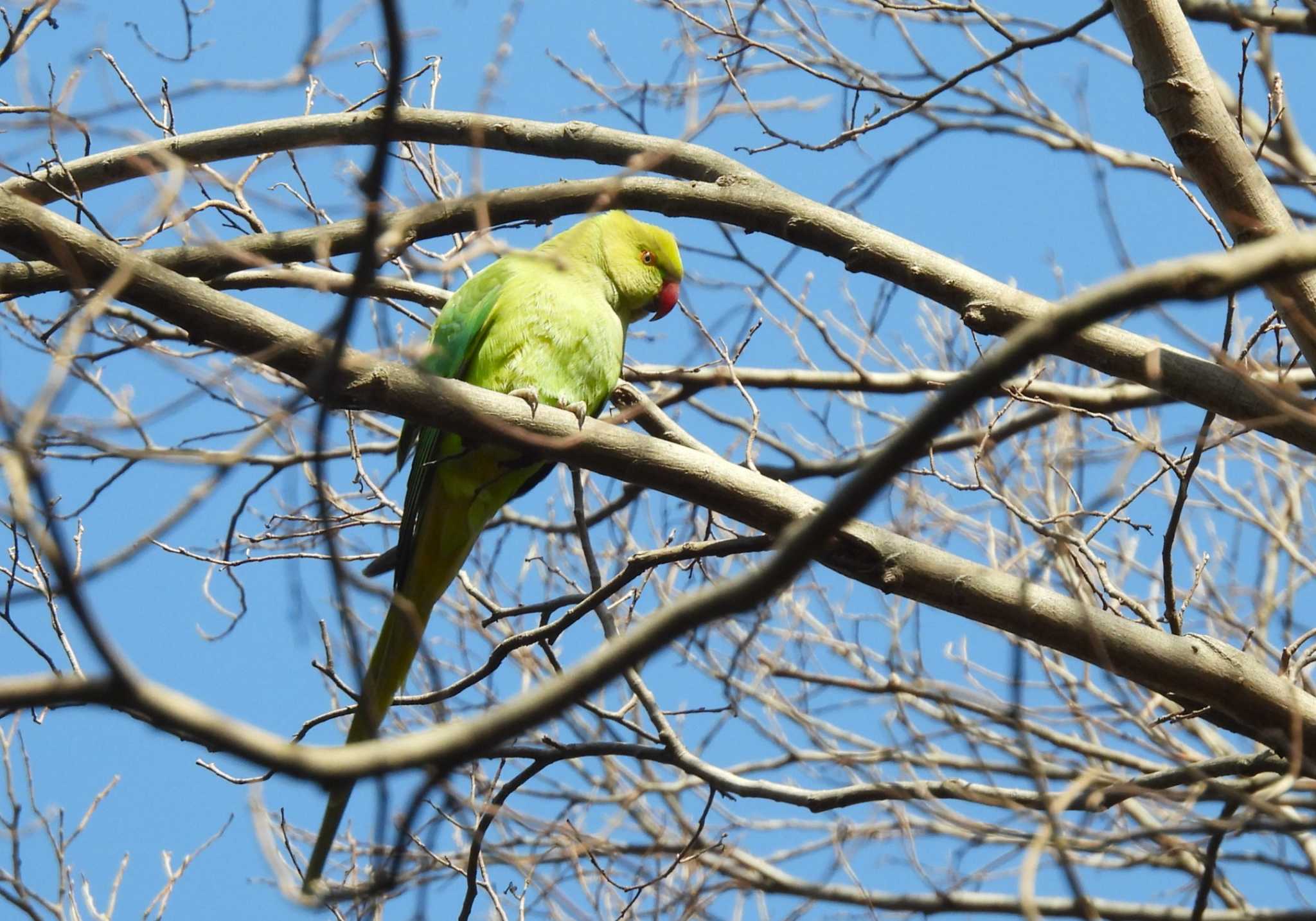 ワカケホンセイインコ