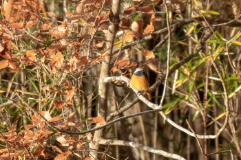 Daurian Redstart 市民鹿島台いこいの森 Thu, 11/29/2018