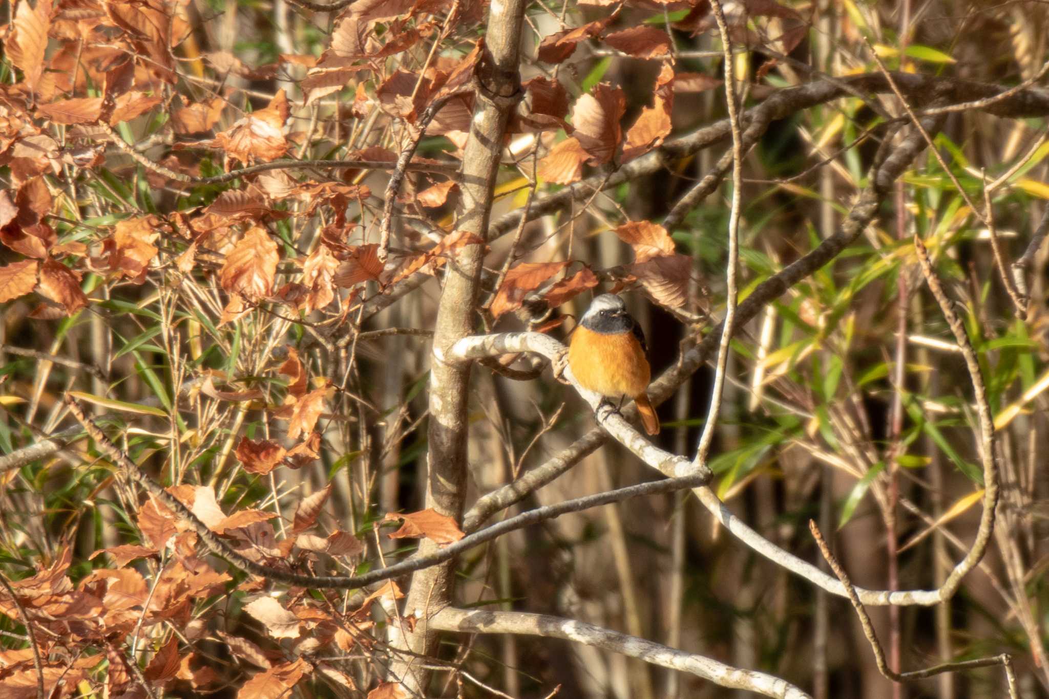 Daurian Redstart