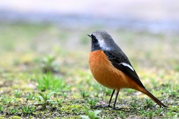 ジョウビタキ 聚楽園公園 2024年2月24日(土)