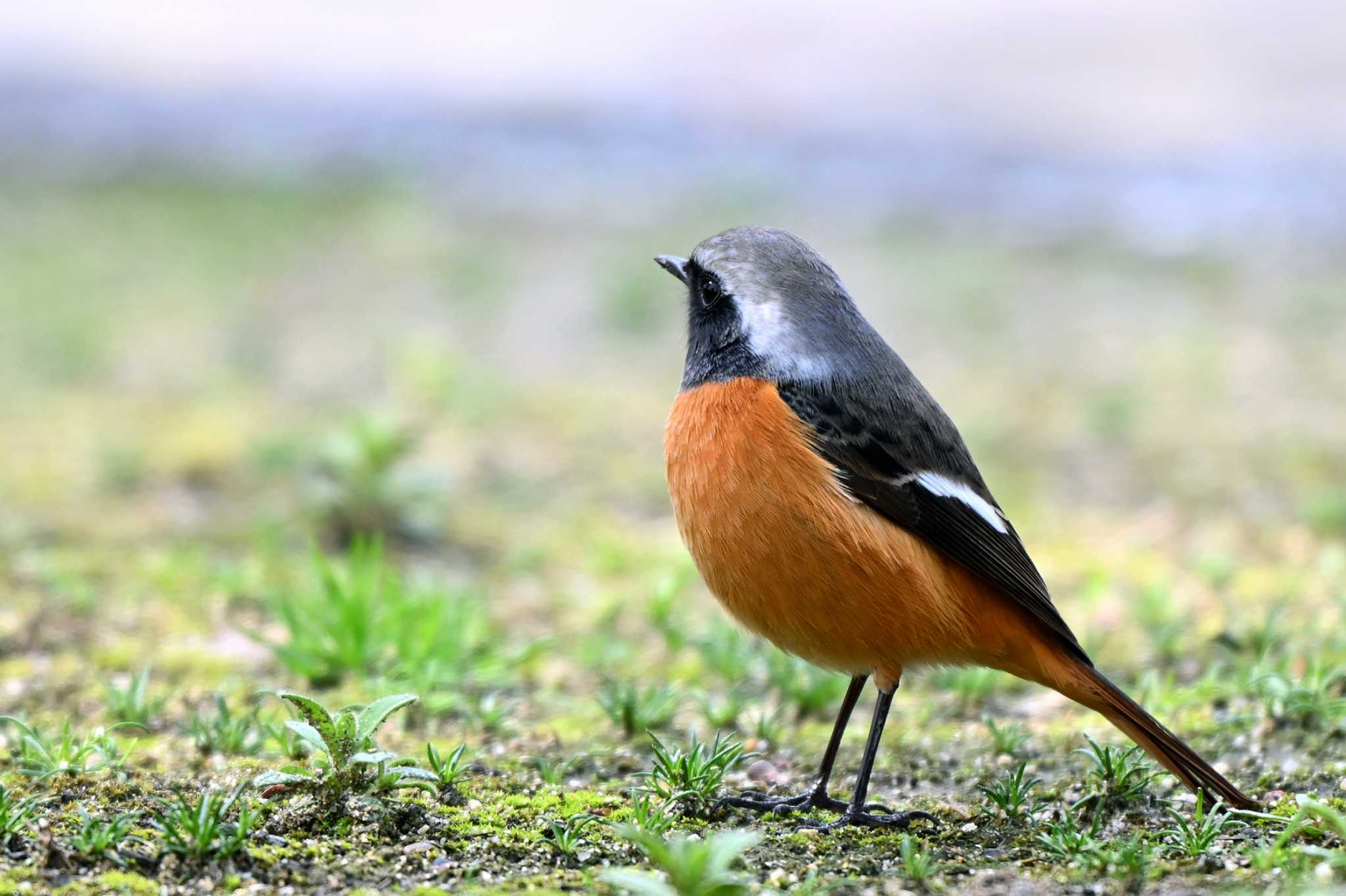 聚楽園公園 ジョウビタキの写真 by ポッちゃんのパパ