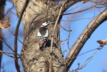 Great Spotted Woodpecker(japonicus) 北海道 函館市 東山 Sat, 2/24/2024