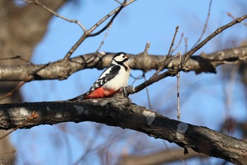 Great Spotted Woodpecker(japonicus) 北海道 函館市 東山 Sat, 2/24/2024