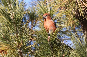 Red Crossbill 北海道 函館市 東山 Sat, 2/24/2024