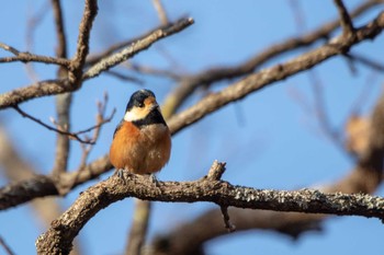 Varied Tit 市民鹿島台いこいの森 Thu, 11/29/2018