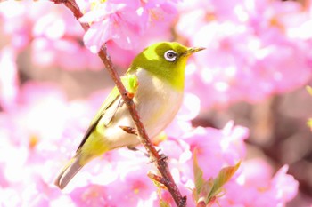 メジロ 里見公園 2024年2月24日(土)