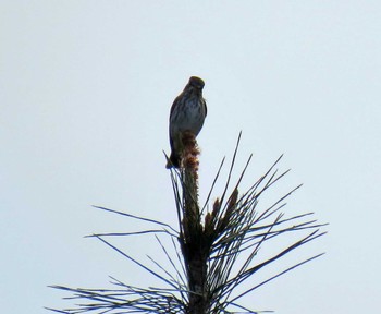 Dark-sided Flycatcher 名古屋平和公園 Sun, 10/23/2016