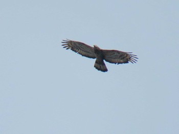 Crested Honey Buzzard 名古屋市内 Sun, 9/25/2016