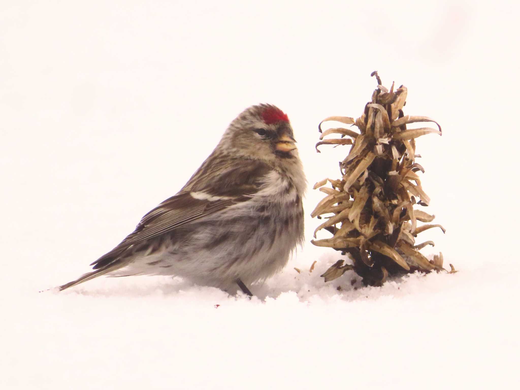 Photo of Common Redpoll at Makomanai Park by ゆ