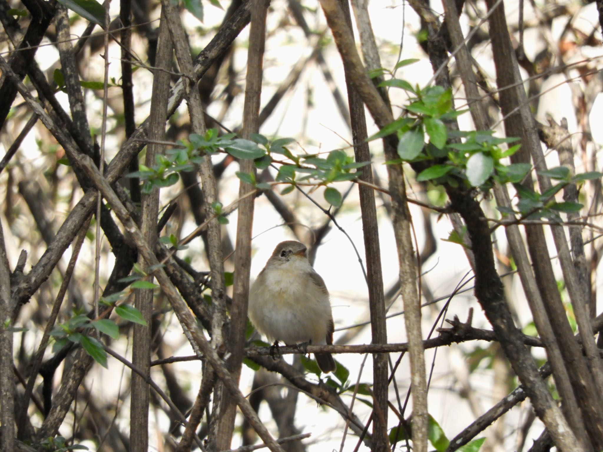 Red-breasted Flycatcher