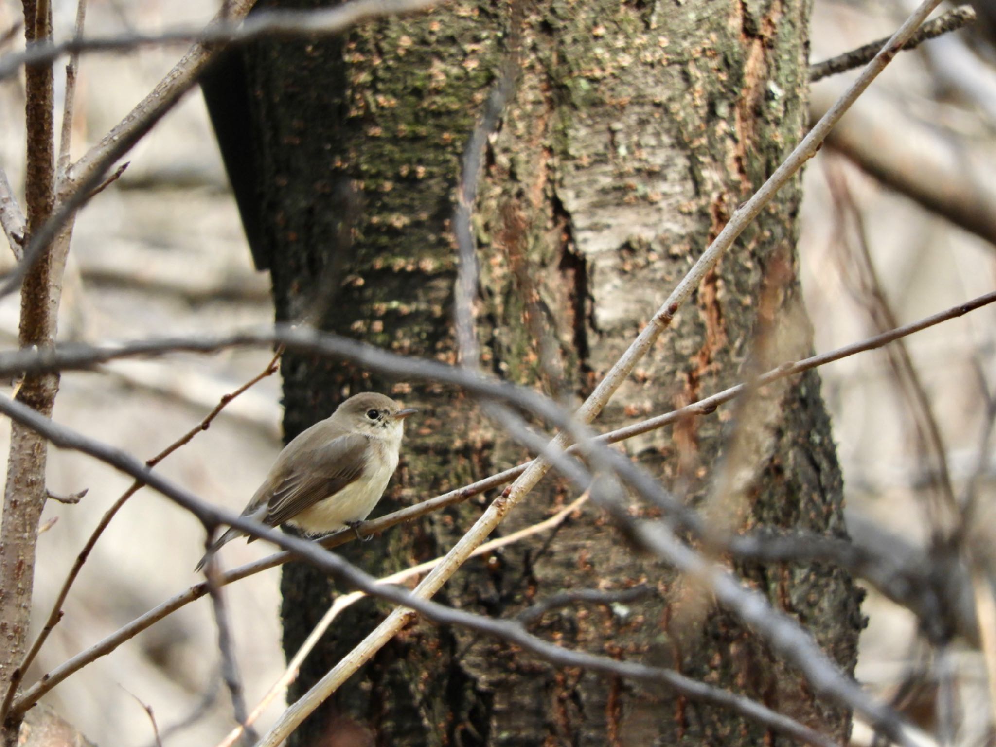 Red-breasted Flycatcher