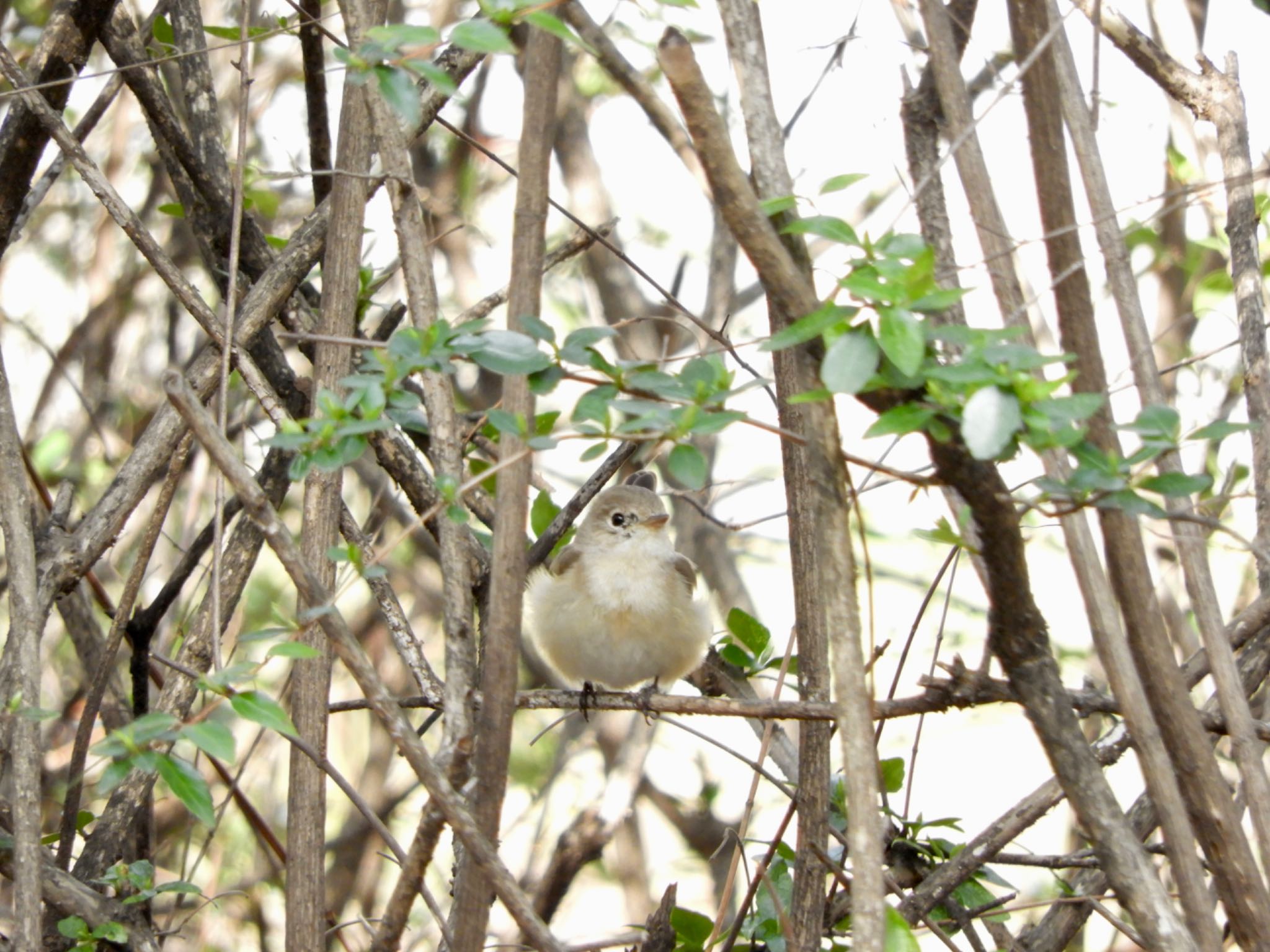 Red-breasted Flycatcher