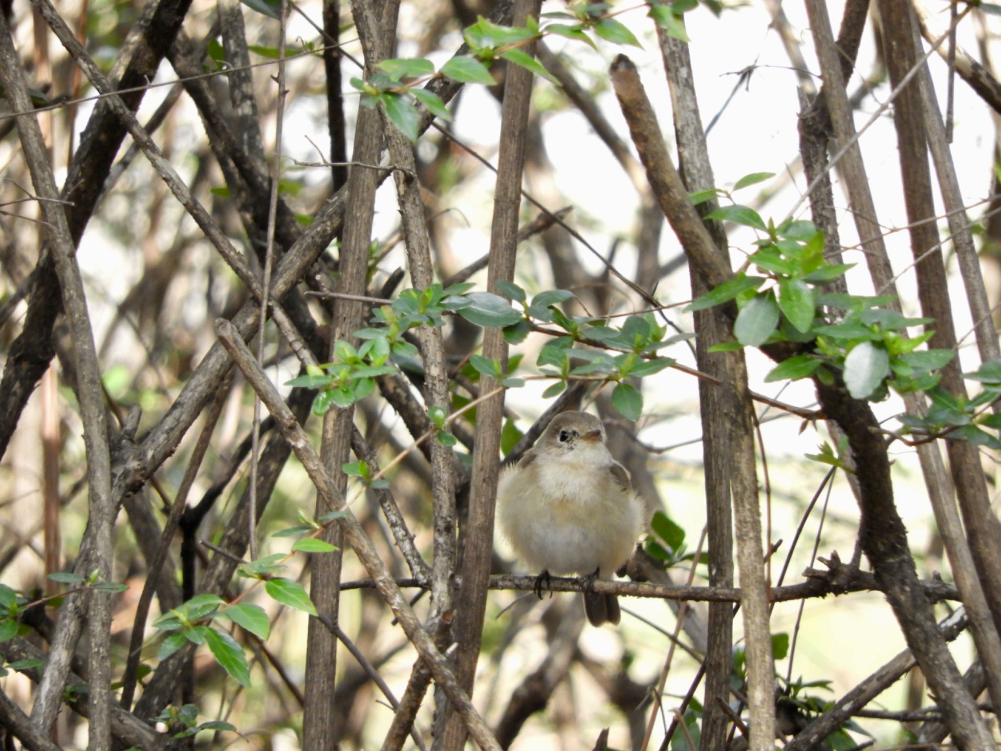 Red-breasted Flycatcher