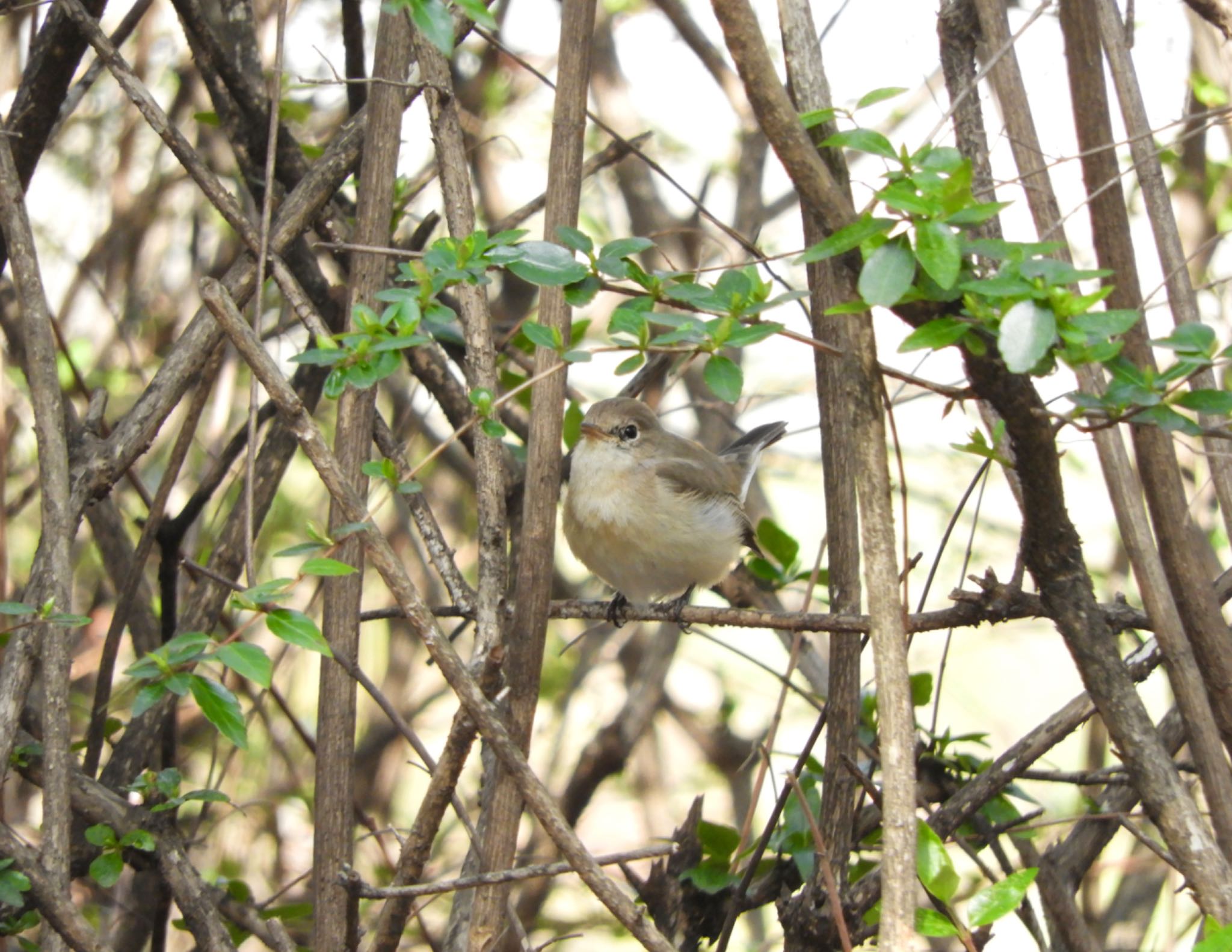 Red-breasted Flycatcher