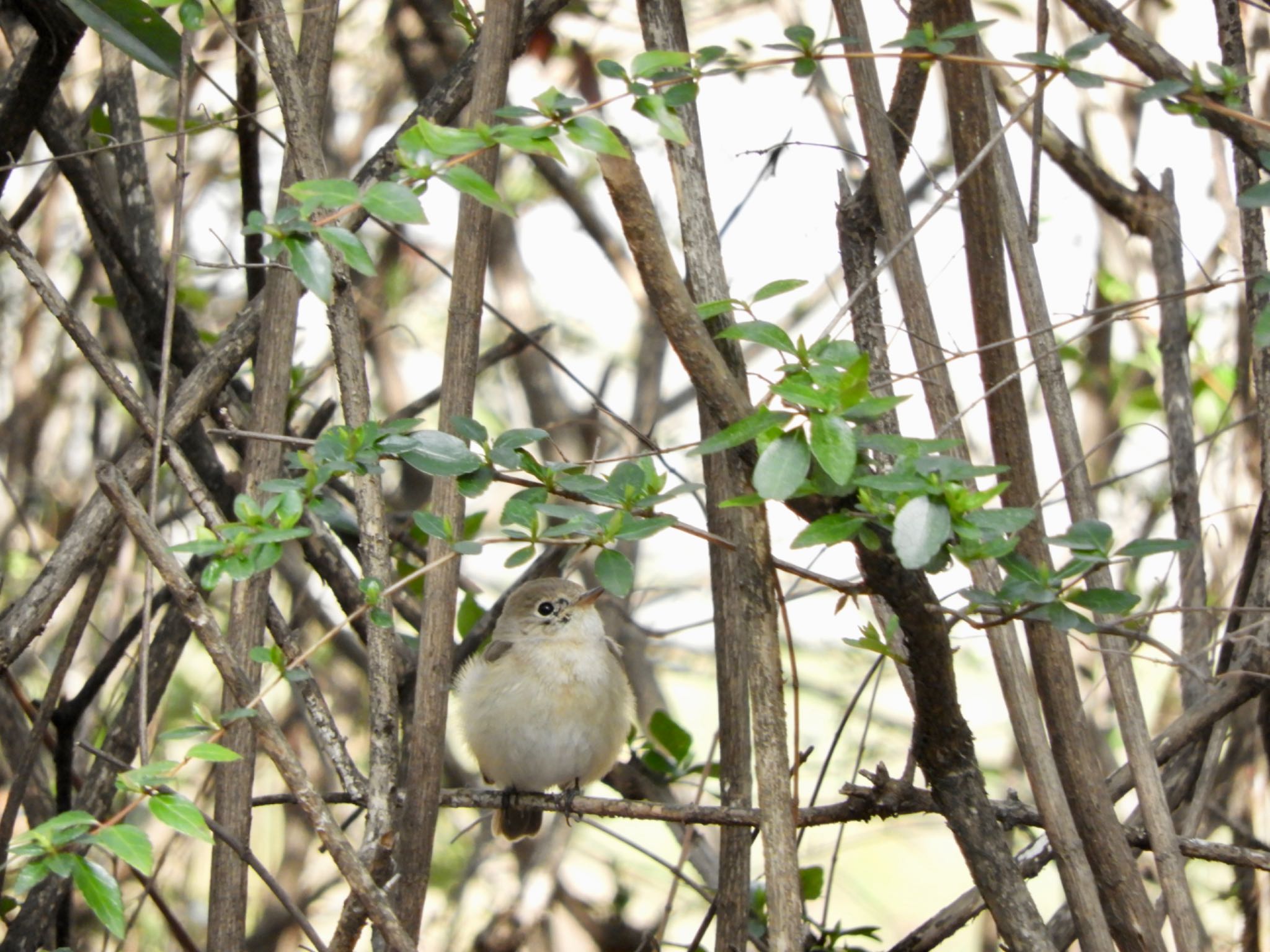 Red-breasted Flycatcher