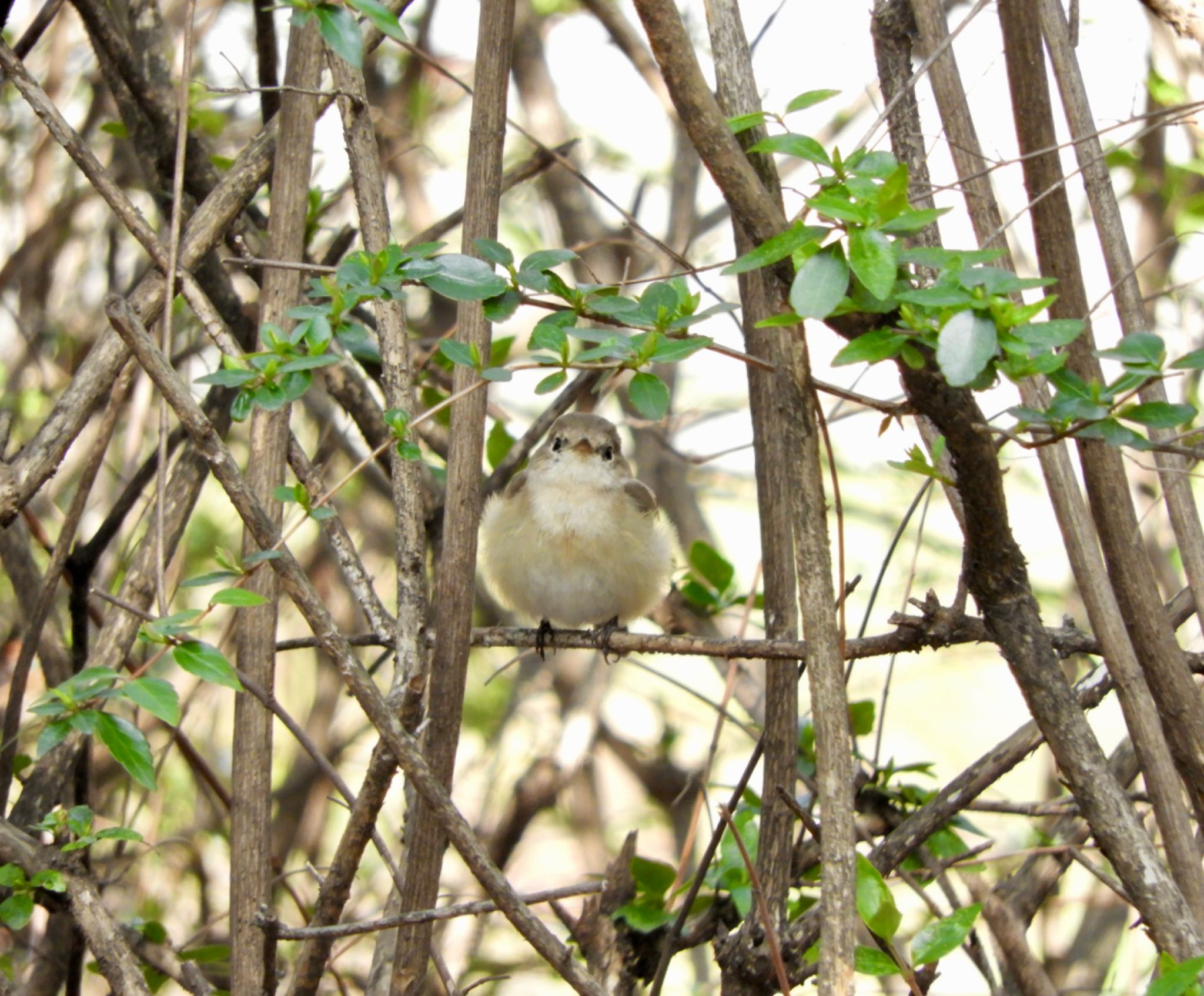 Red-breasted Flycatcher