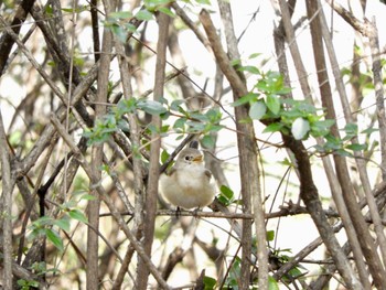 2024年2月24日(土) 大阪城公園の野鳥観察記録