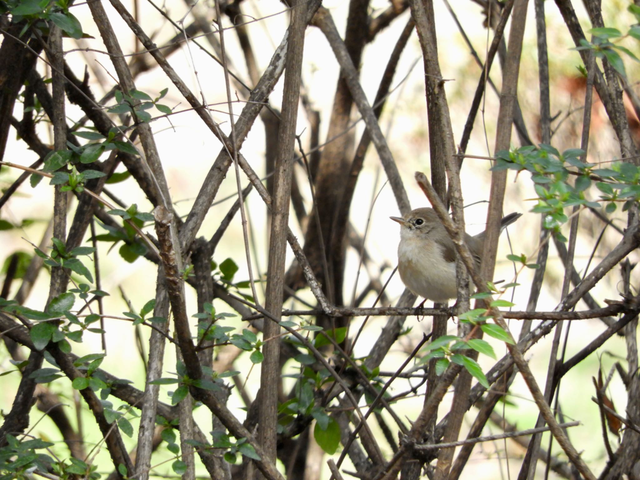 Red-breasted Flycatcher