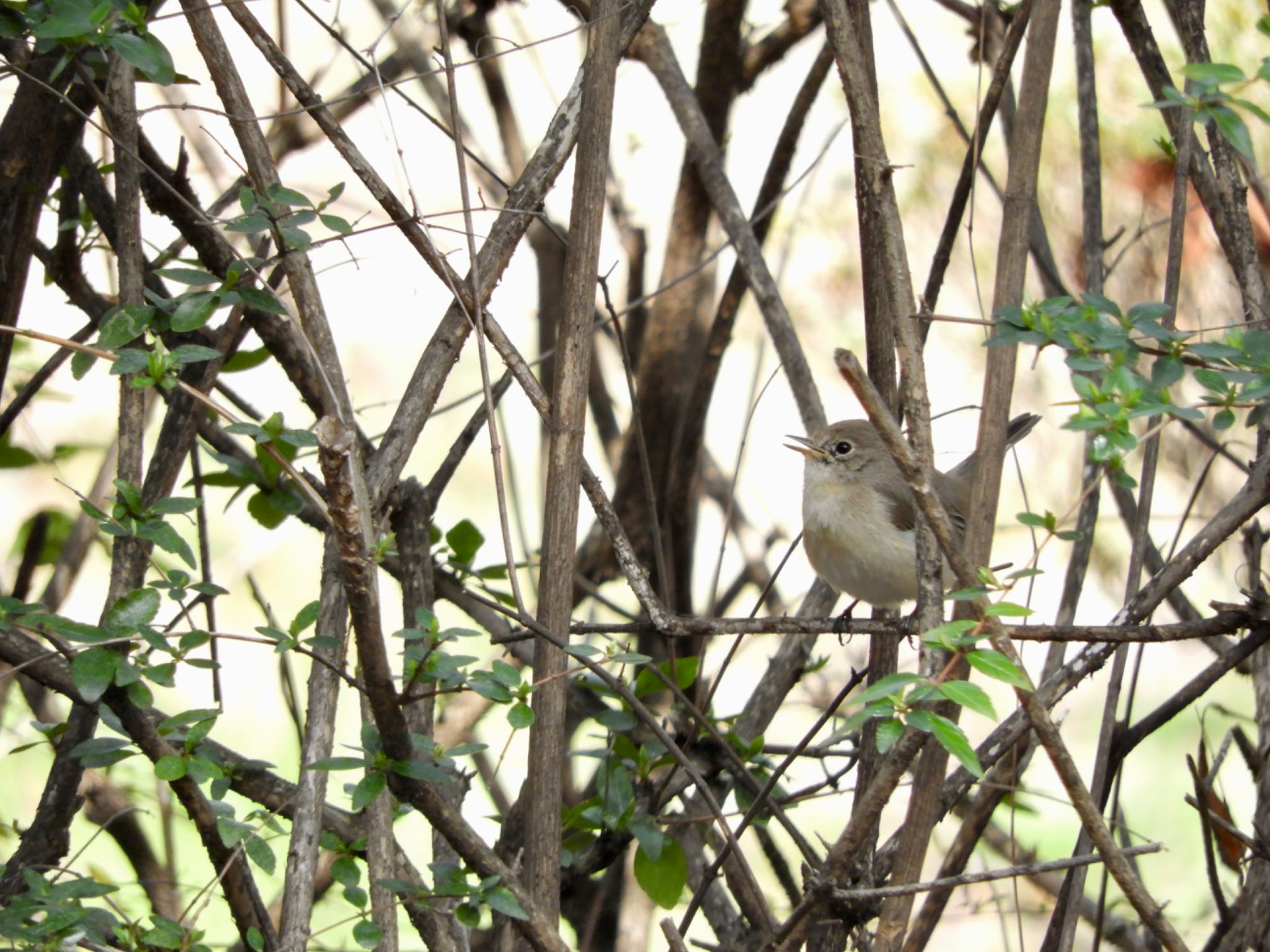 Red-breasted Flycatcher