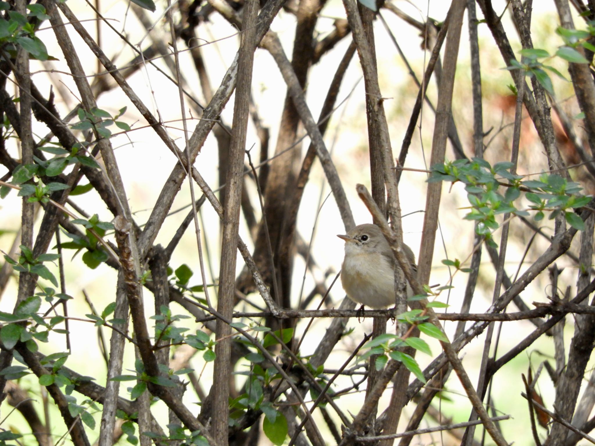 Red-breasted Flycatcher