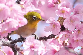 Sat, 2/24/2024 Birding report at 旧中川水辺公園