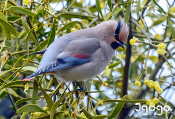 Japanese Waxwing 大室公園 Fri, 2/23/2024