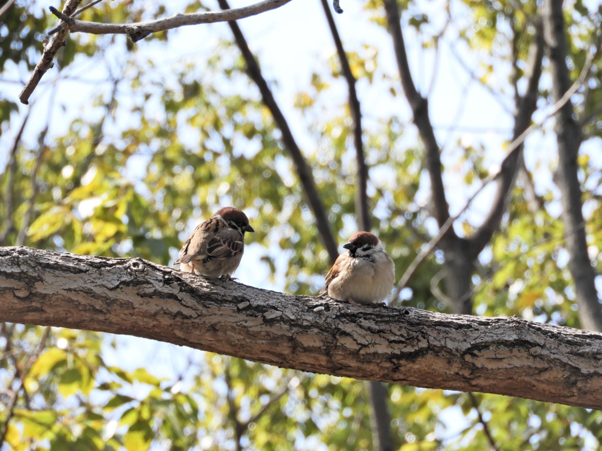 Eurasian Tree Sparrow