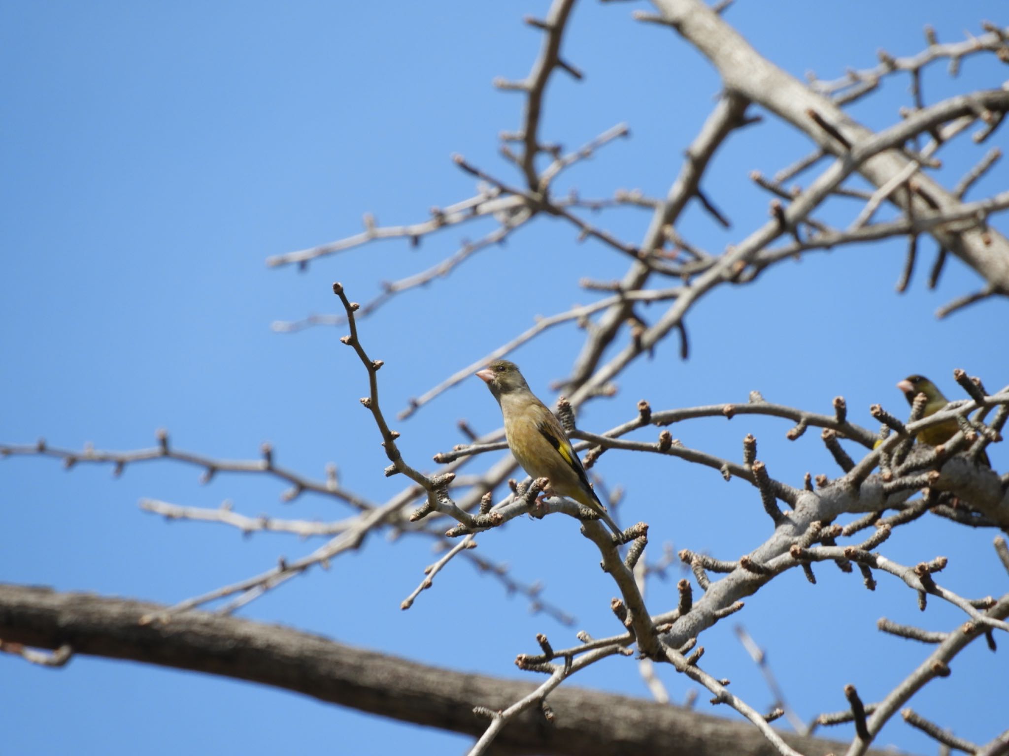 Grey-capped Greenfinch