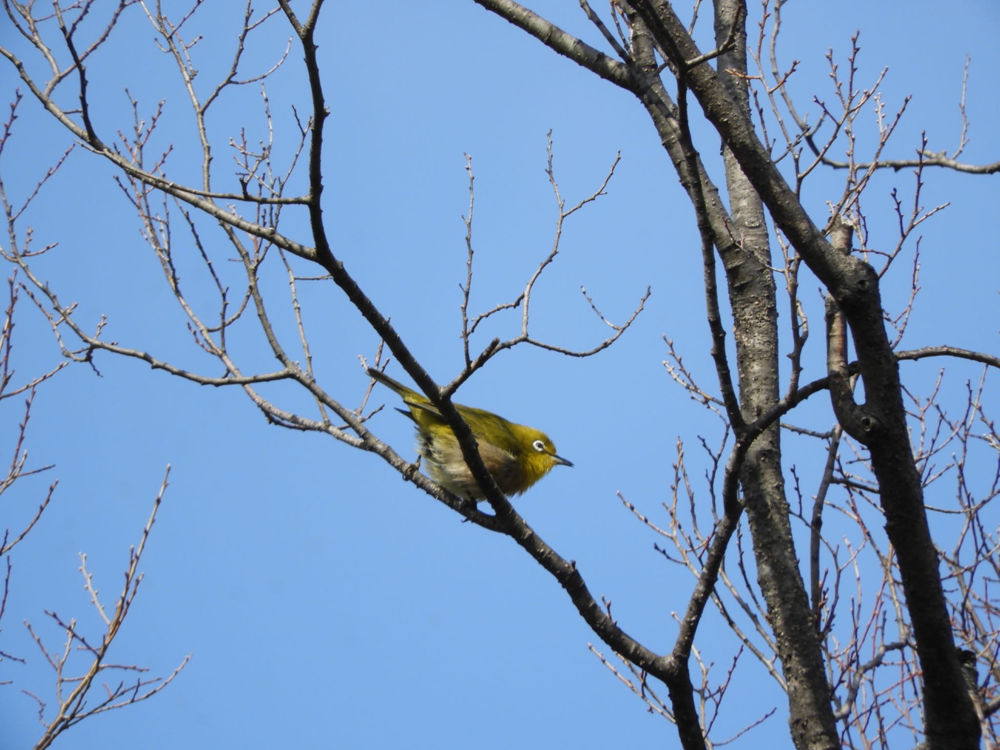 Warbling White-eye