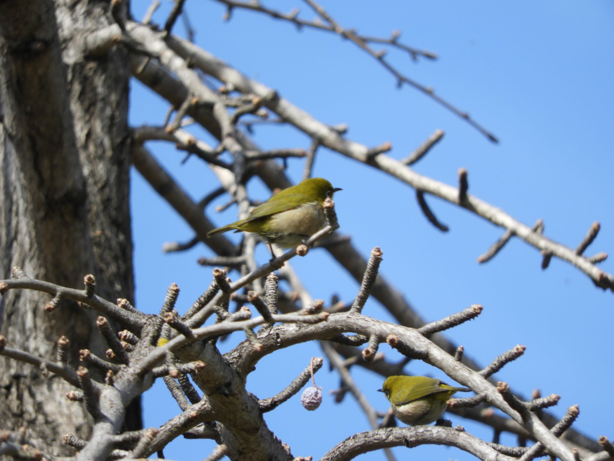 Warbling White-eye