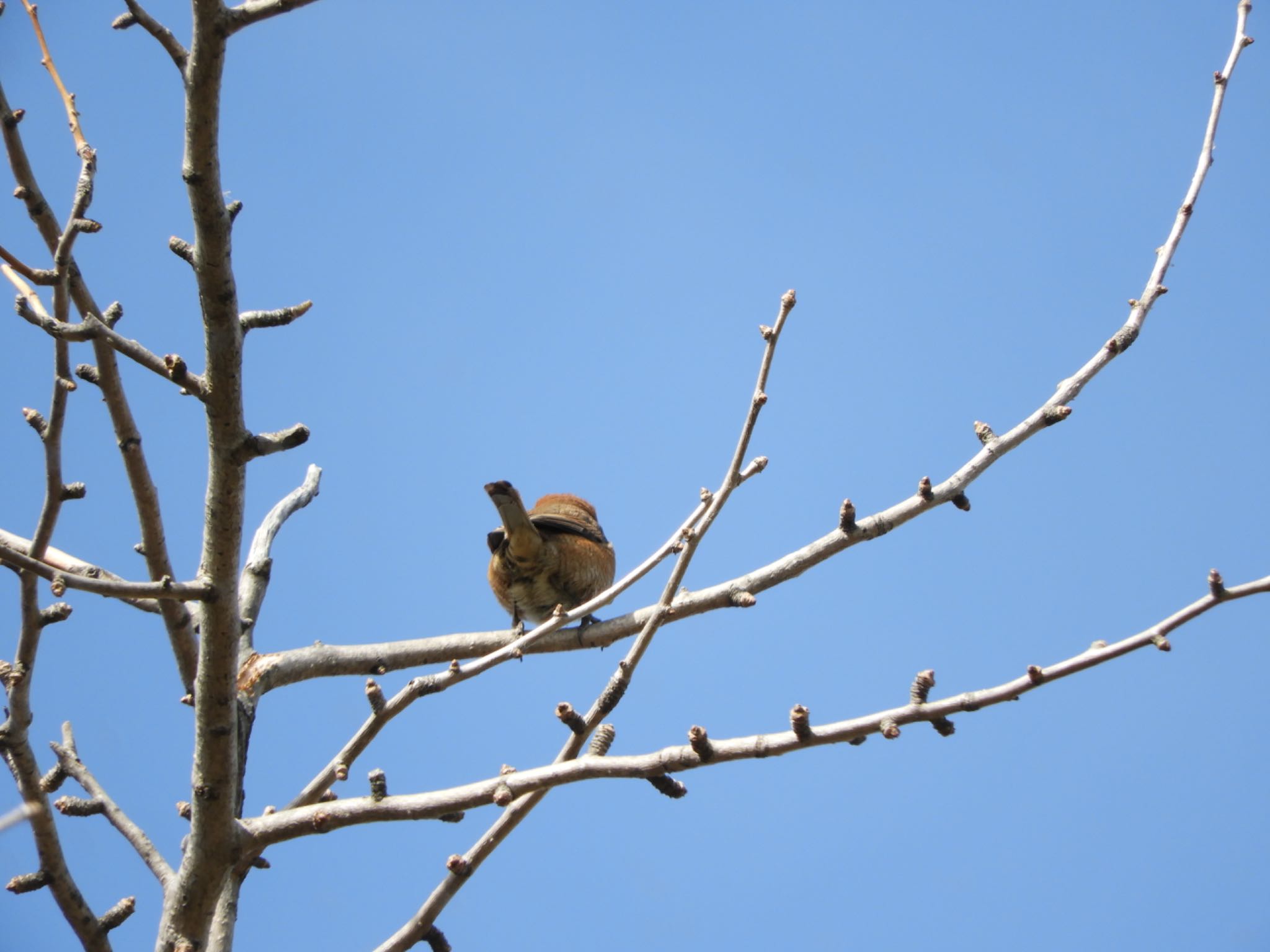 Bull-headed Shrike