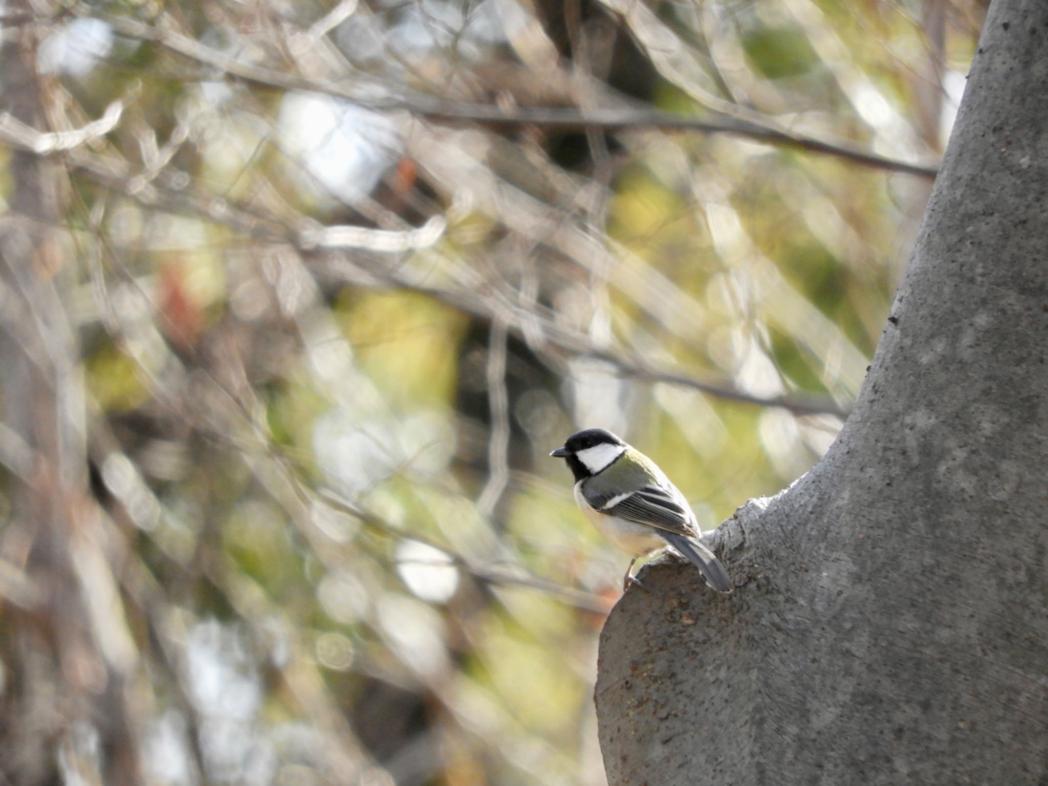 Japanese Tit