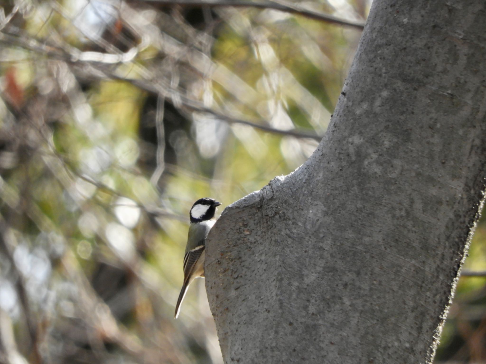 Japanese Tit