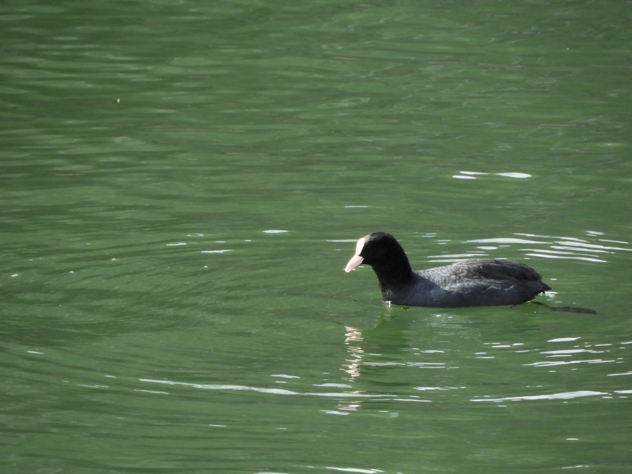 Eurasian Coot