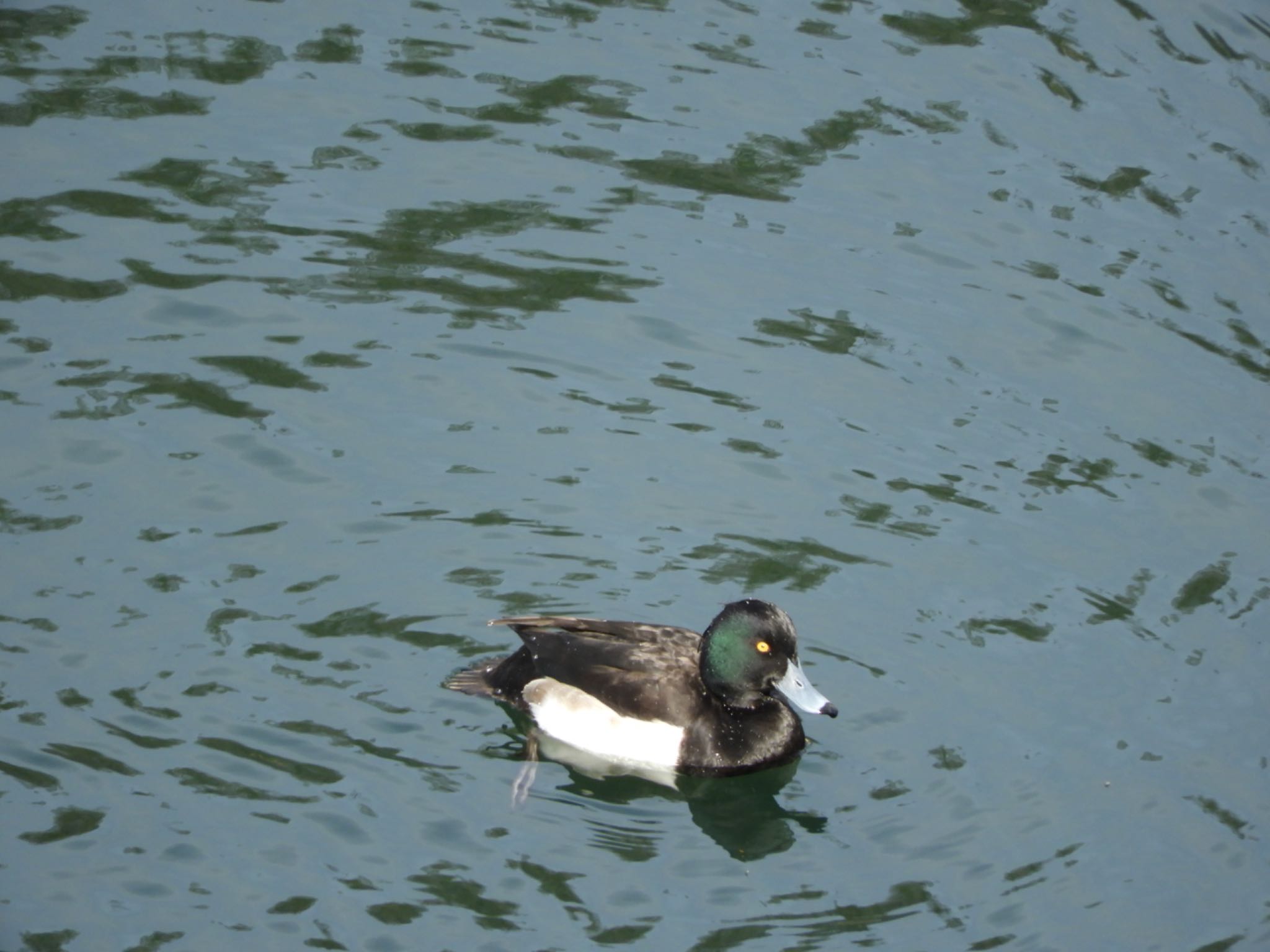 Tufted Duck