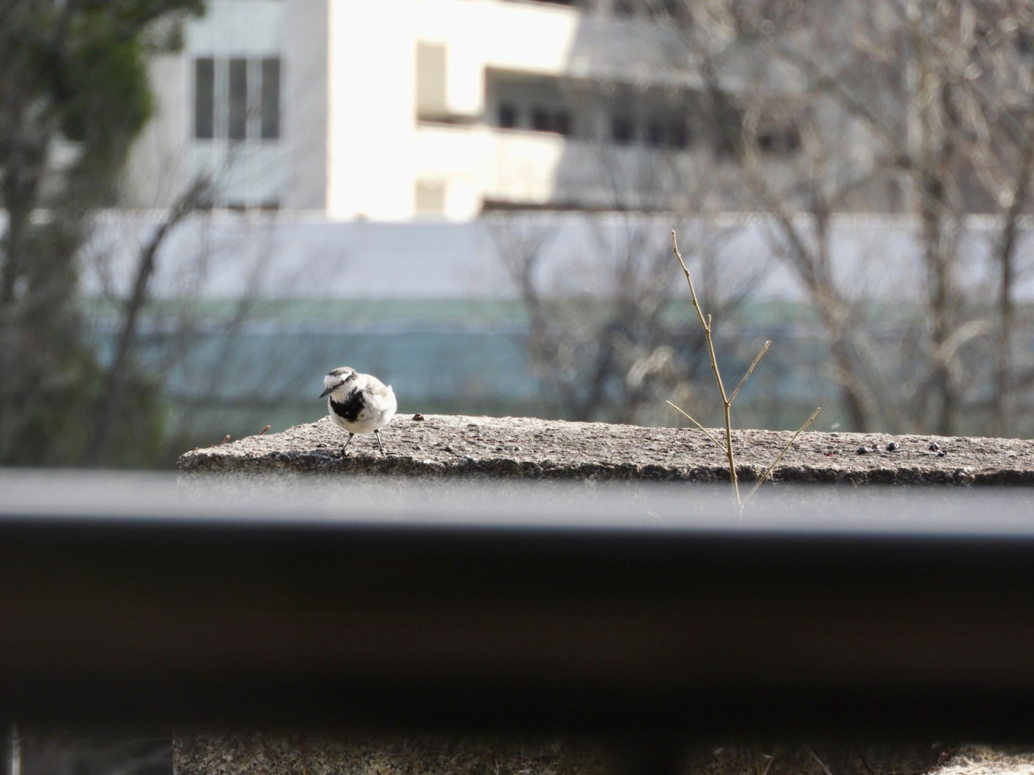 White Wagtail