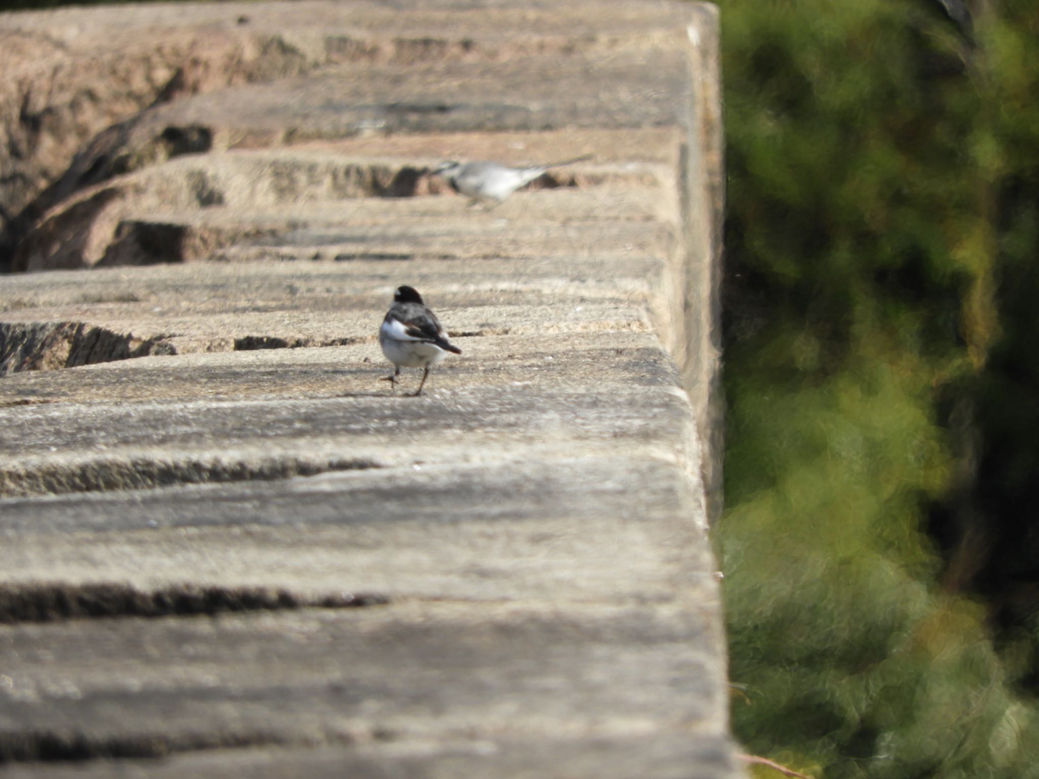 White Wagtail