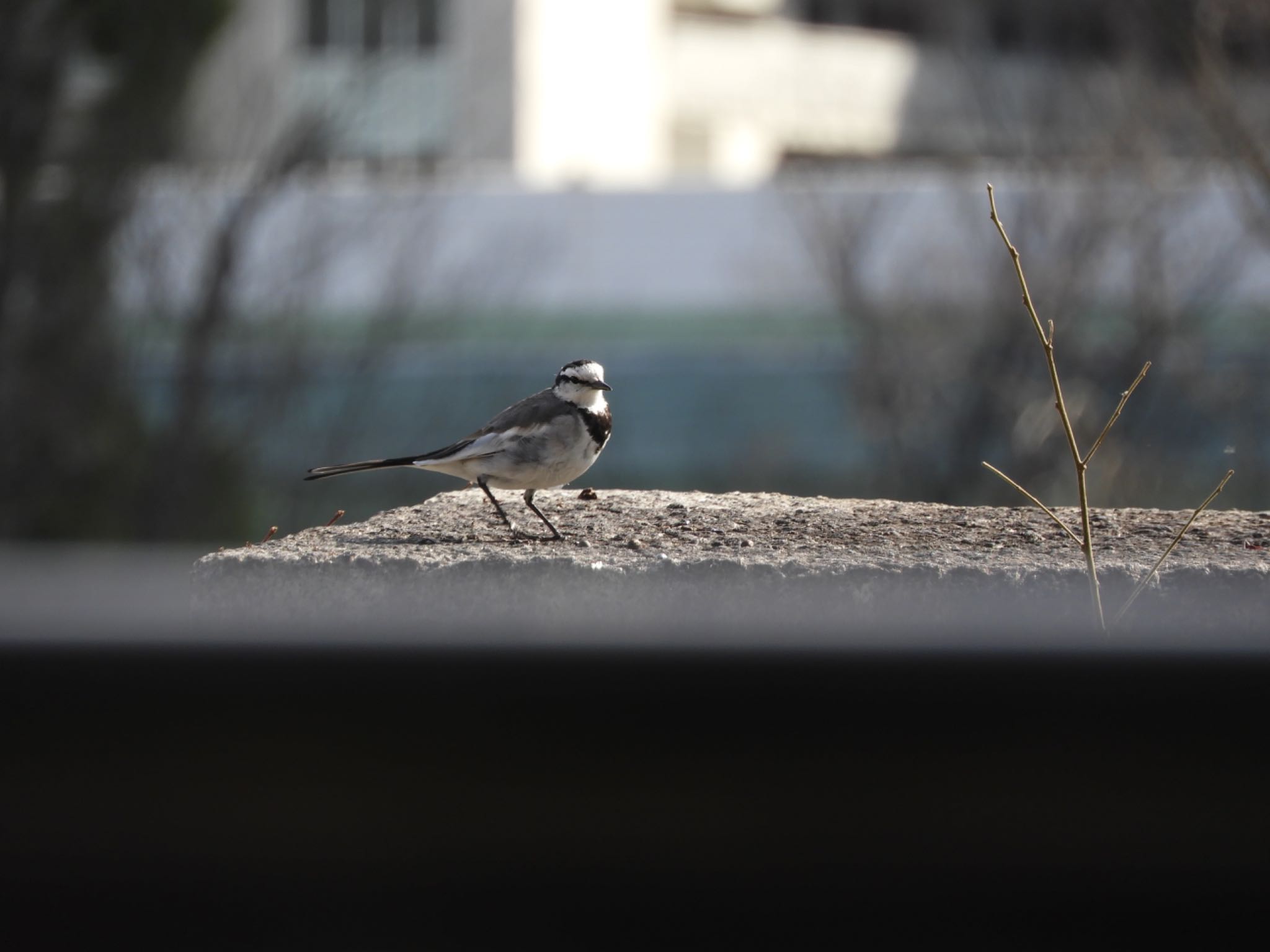 White Wagtail