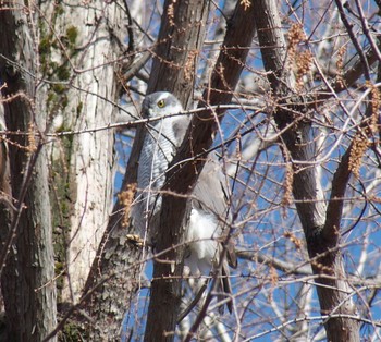 オオタカ 神代植物公園 2024年2月24日(土)