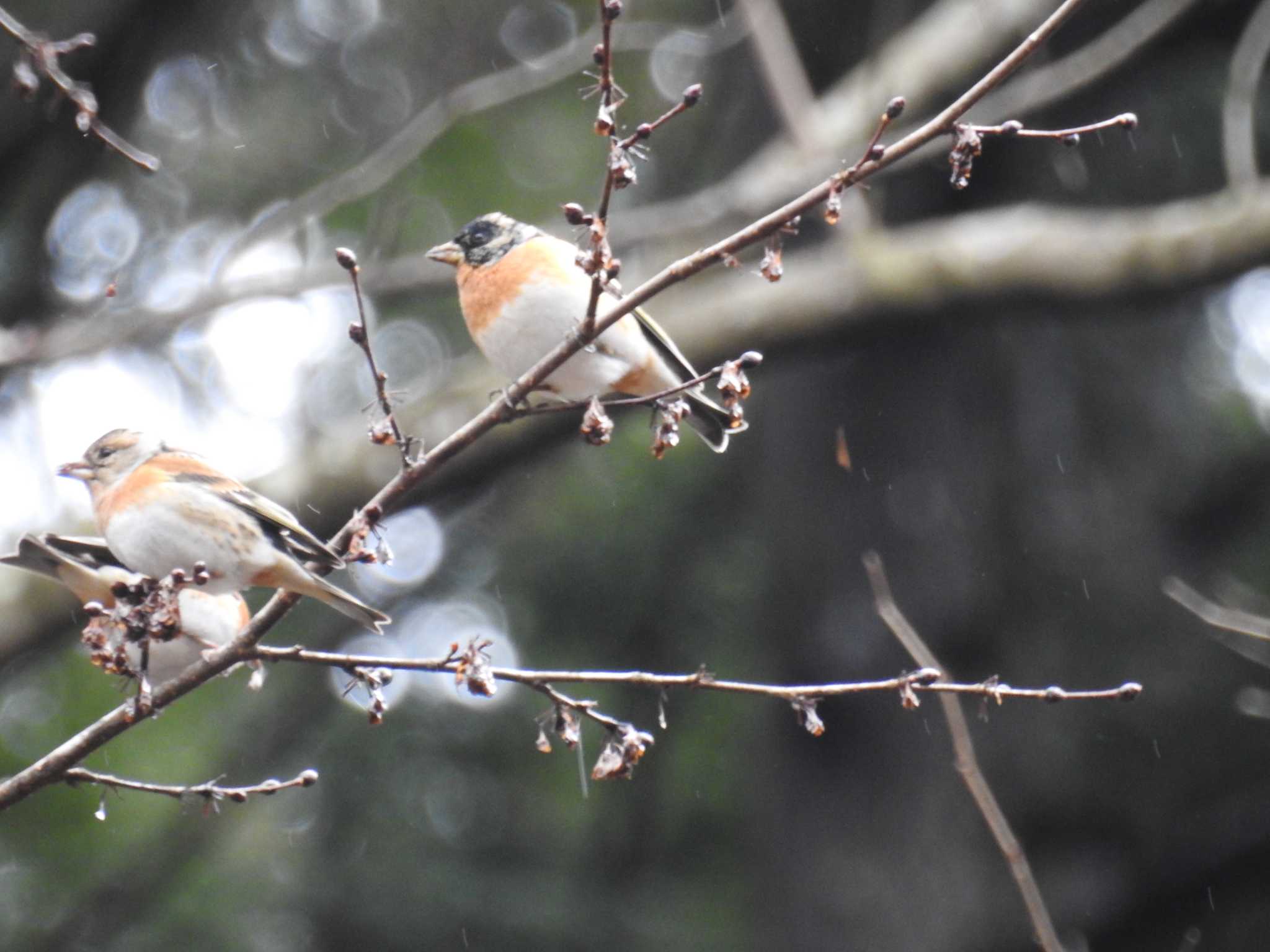 Brambling