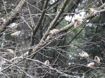 アトリ 早戸川林道 2024年2月24日(土)