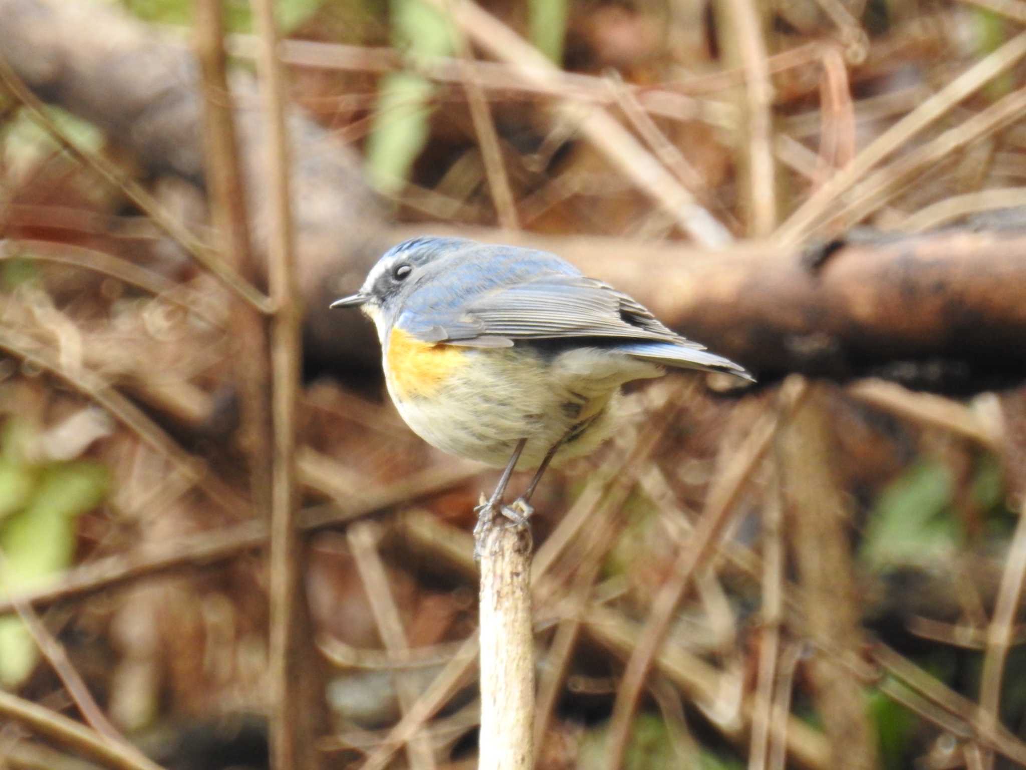 Photo of Red-flanked Bluetail at Hayatogawa Forest Road by Kozakuraband