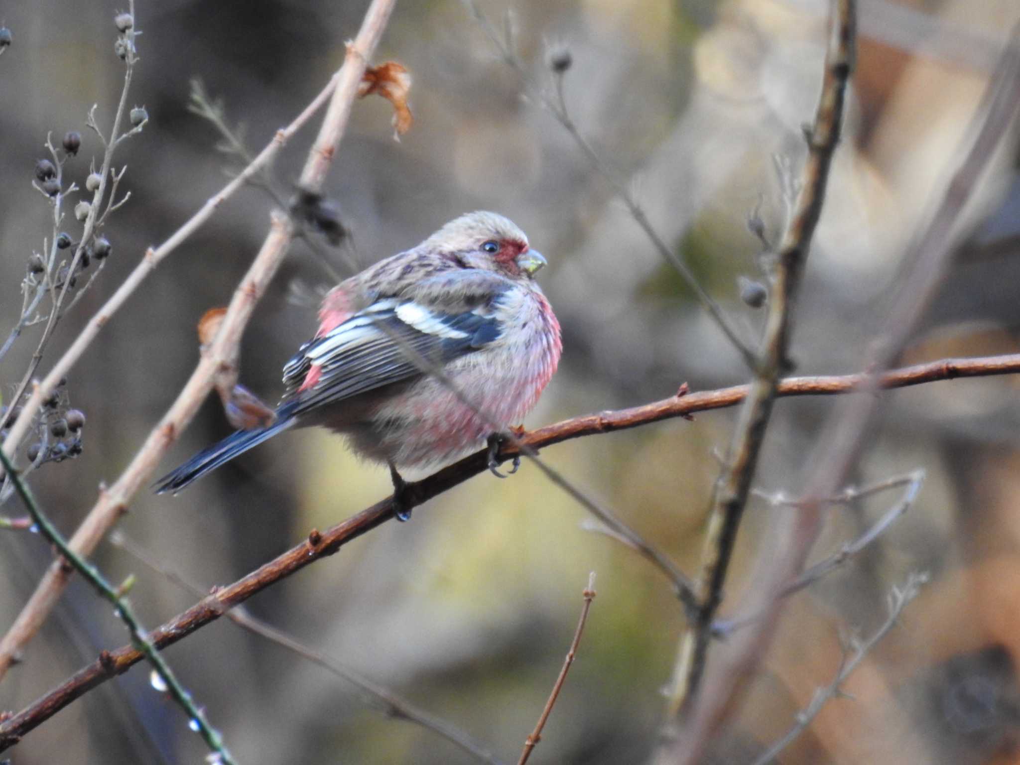 Siberian Long-tailed Rosefinch