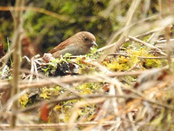 Japanese Accentor Hayatogawa Forest Road Sat, 2/24/2024