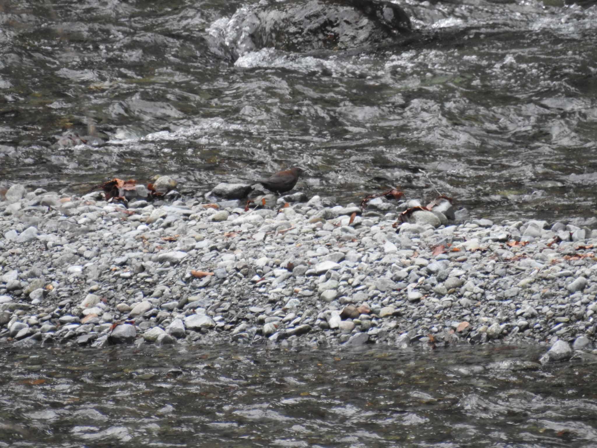 Brown Dipper