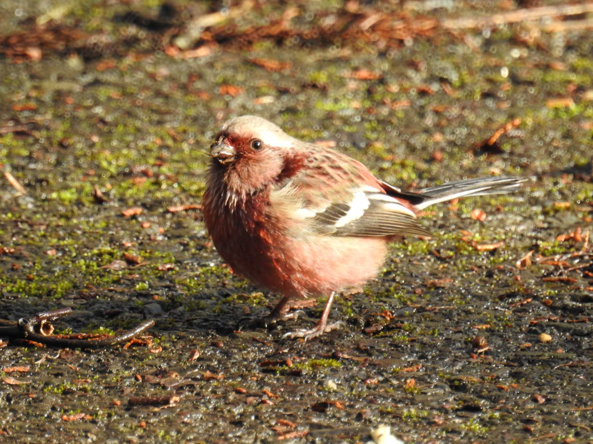 Siberian Long-tailed Rosefinch