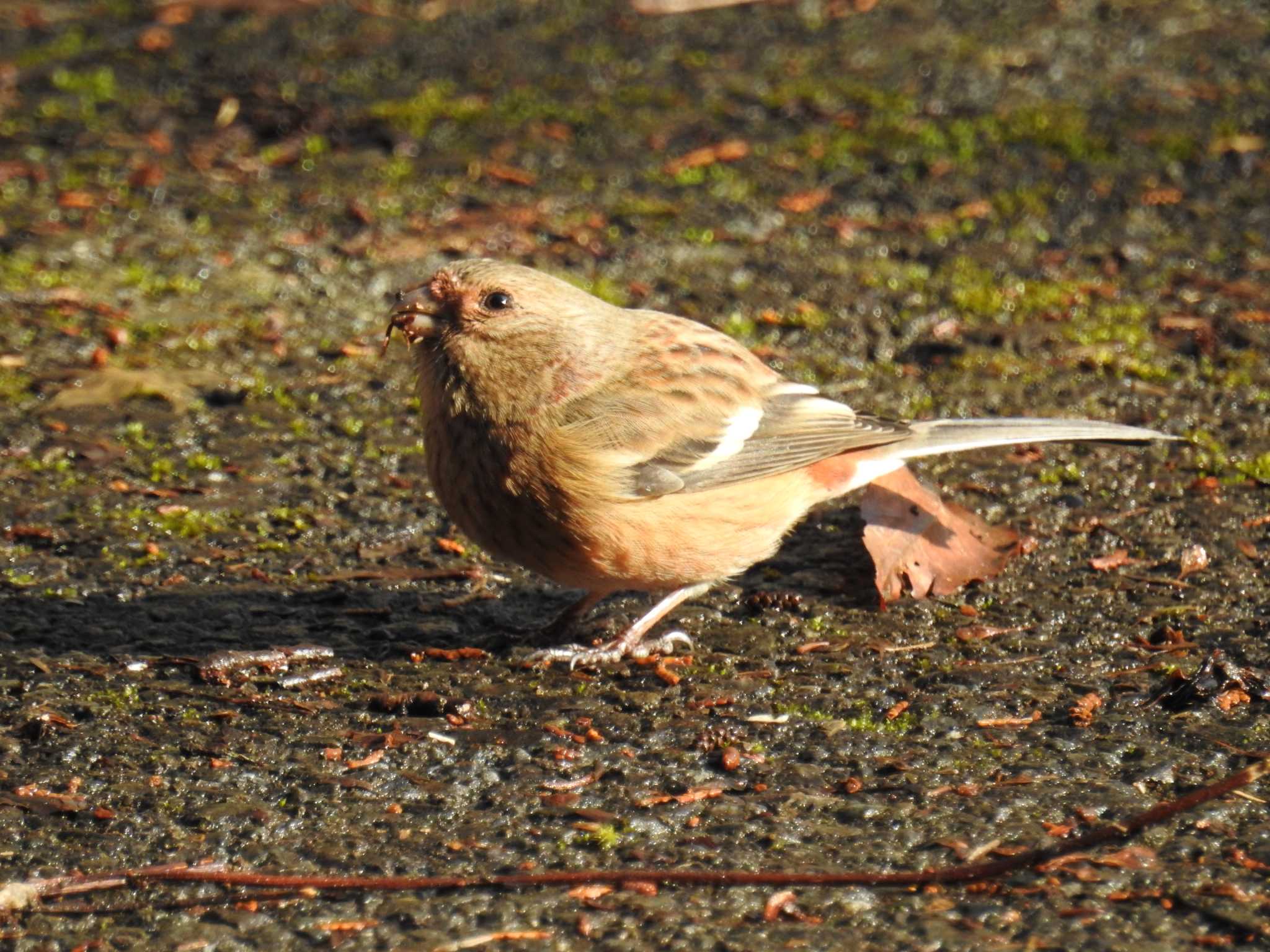 Siberian Long-tailed Rosefinch