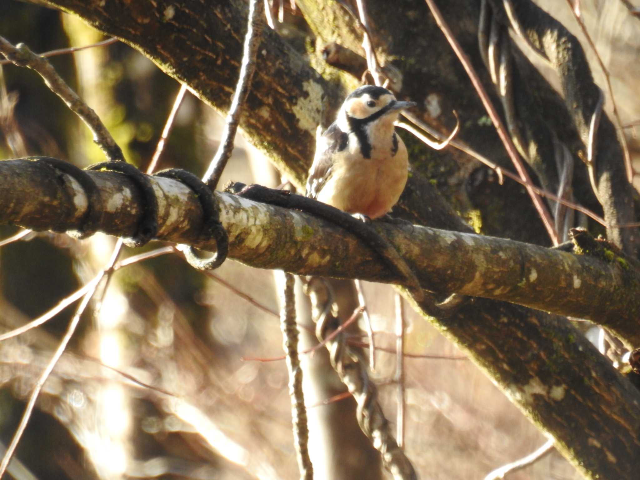 Great Spotted Woodpecker